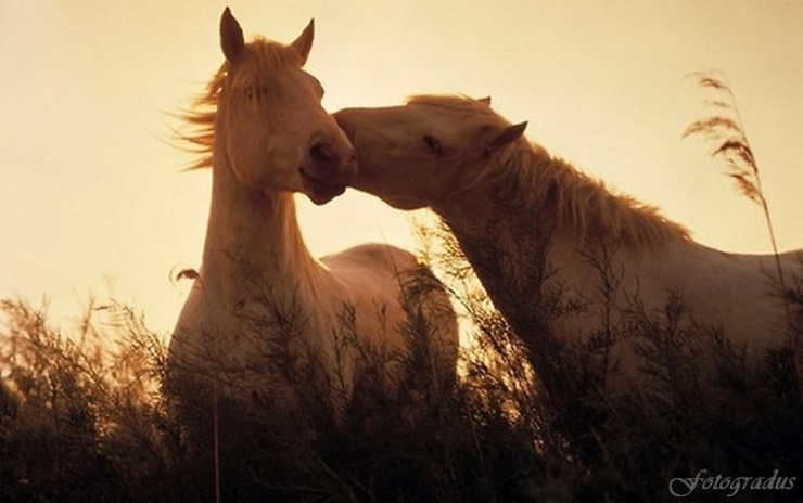 Лошадь — это поэзия в движении